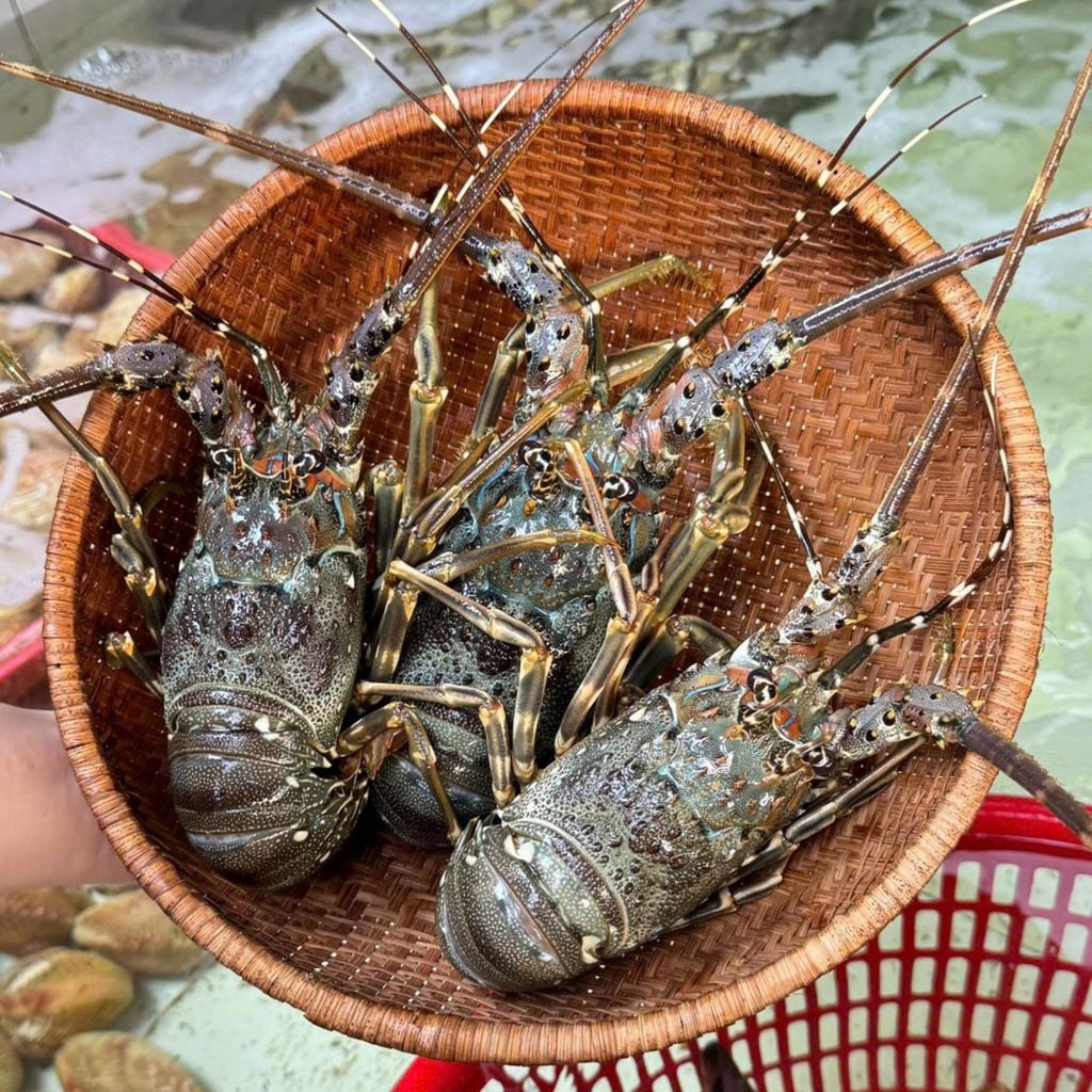 Cua Gạch Cà Mau Size 300 - 400g tỉnh Cà Mau cua siêu gạch chất lượng uy tín - Ảnh 4